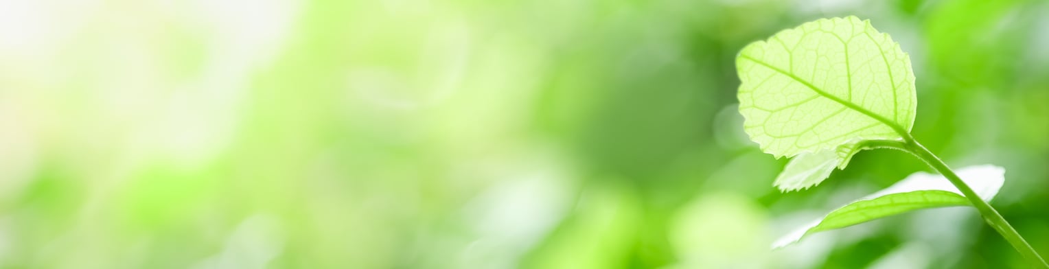 Closeup beautiful nature view of green leaf on blurred greenery background in garden with copy space using as background natural green plants landscape, ecology, fresh cover page concept.